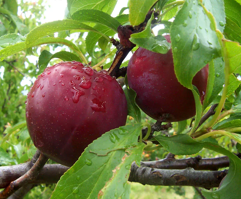 Reife dunkle Pflaumen am Baum